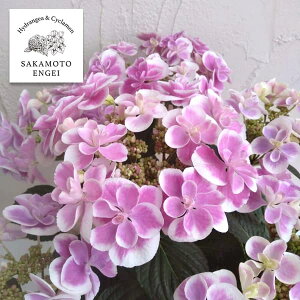 Ԗ ؂̕c/AWTCFhbvisNj3|bg