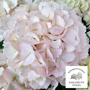 Ԗ ؂̕c/AWTCFxCr[N~R3.5|bg