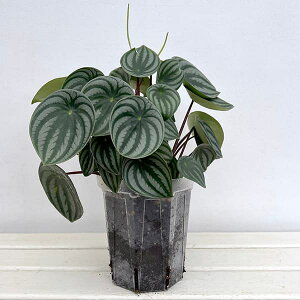 �ϗt�A��/�؂؃��~�A �F�T���f���V�[ 5���l�K�~�G���A��