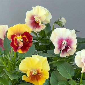 Ԃ̕c/pW[it炫jFAo[`F3-3.5|bg