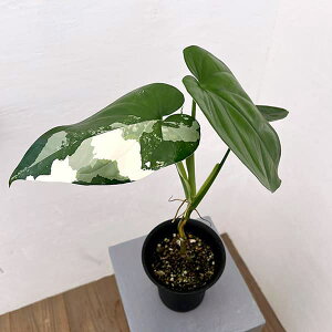 ϗtA/[UEt@[ZNg]VSjEF`AyXoGK[^ij4A