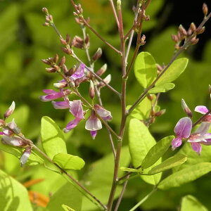 Ԗ ؂̕c/nMijFnM6|bg