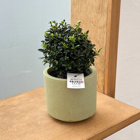 山野草の苗/キンメツゲ（金目つげ）玉仕立て3号陶器鉢