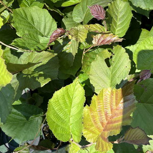 Ԗ ؂̕c/mnVo~Fp[vA3-3.5|bg