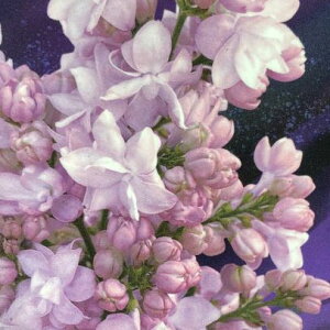 Ԗ ؂̕c/CbNFu[[4.5|bg[4`6J x_[u[̔d炫i t]