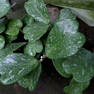 ϗtA/zFJ[[XvbViɏj@3.5|bg