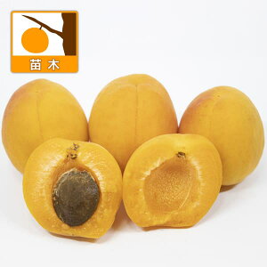 ʎ̕c/AYiǁjFS[hRbg4`5|bg