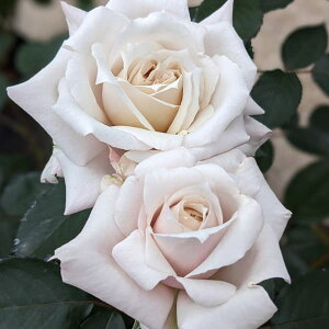 o̕c/nCubheB[F(Ȃ)6A