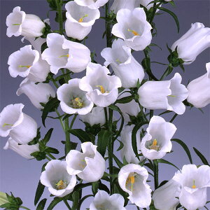 Ԃ̕c/JpjFC@zCg@3.5|bg