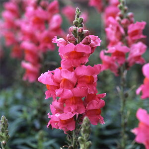 Ԃ̕c/LM\EijF\lbg [Y3.5|bg