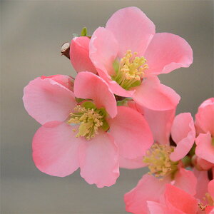 Ԗ ؂̕c/{Pi؉ZjFsNfB3|bg