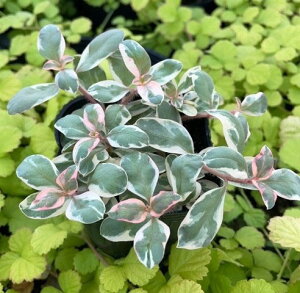 Ԃ̕c/V}LAFgCCg2.5|bg