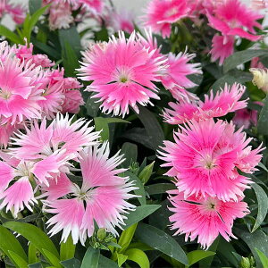 Ԃ̕c/_CATXFX[vEsNsReB3.5|bg