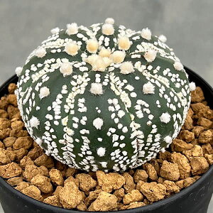 ϗtA/AXgtBcFX[p[iԂƁj3A