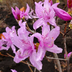 Ԗ ؂̕c/ccWFng~coccW40`50cm