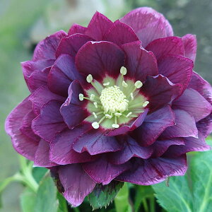 NX}X[YFxM[ _uI[o[W[zCgGbW4.5|bg