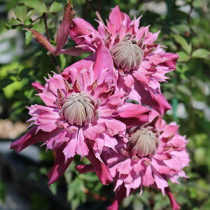 N}`X̕c/N}`XFeB[^C@Iu@iU3.5|bgit_nj