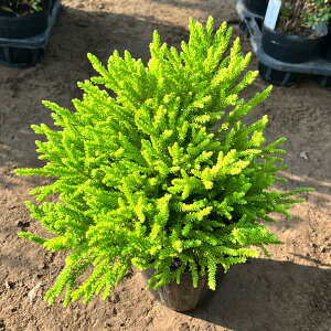 []jICqoFO{[T5|bg 8Zbg