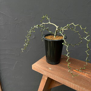 ϗtA/fJAF}_KXJGVX 4A