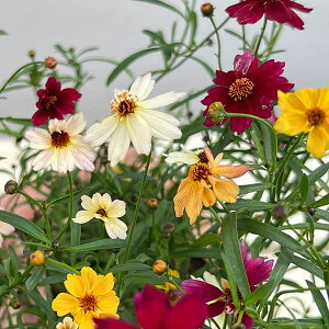 Ԃ̕c/RIvVXFv`h[3F~bNXA3.5|bg