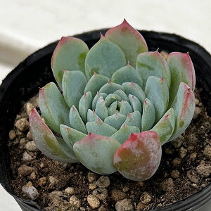 ϗtA/GPxAFcCx[×VG@2|bg