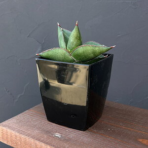 ϗtA/TXxAFIynEX@3.5A*