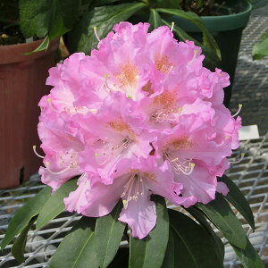 Ԗ ؂̕c/mVNiQFr[eB[GvX3.5|bg