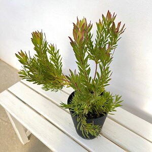 Ԗ ؂̕c/[JfhF][C@5A