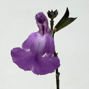 Ԃ̕c/`F[Z[WFAWXg3.5|bg