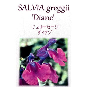 Ԃ̕c/`F[Z[WF_CA3.5|bg