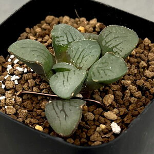 ϗtA/nI`AFXvO@2.5XNGA