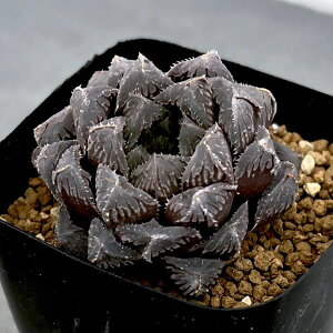 ϗtA/nI`AFgiIuc[Tzj@2.5A