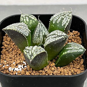 ϗtA/nI`AFuEMNV[iX[pMNV[Ij3XNGA