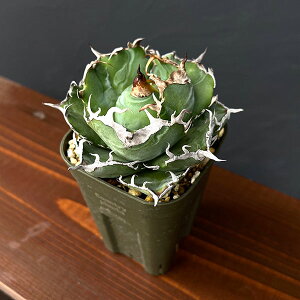 ϗtA/AKxF`^m^@~@3A25-06