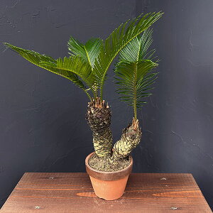 ϗtA/\ecihSj4픫A25-07