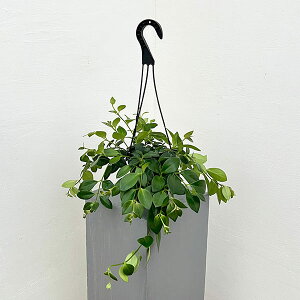 ϗtA/GXLiTXFiU4.5ݔA