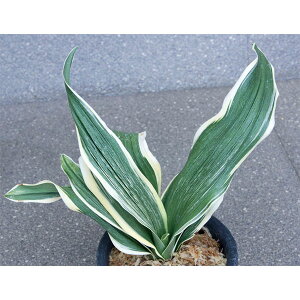 ϗtA/IgiNjFg(͂Ƃ)@3.5yi̔259699z