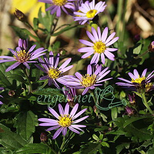 R쑐̕c/LNFqmRMNiP썮ejՕP 3|bg