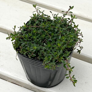 n[u̕c/^CiقӂjF^C }WbNJ[ybg3|bg