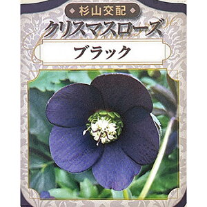 |iRzj̃NX}X[YFVOubN3|bg