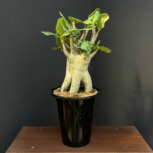 ϗtA/AfjE FXyVZNg 525-04