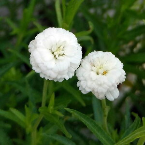 Ԃ̕c/ALAFs[^[RbgeC4.5|bg