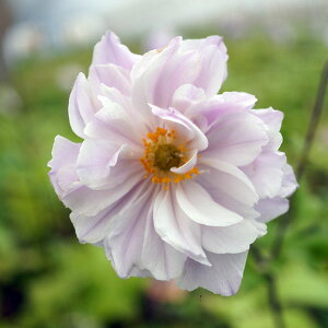 Ԃ̕c/AllFh[~OX 4|bg*