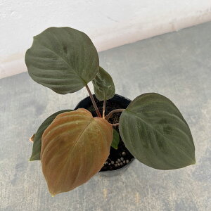 ϗtA/z}iFubNxxbg 3|bg