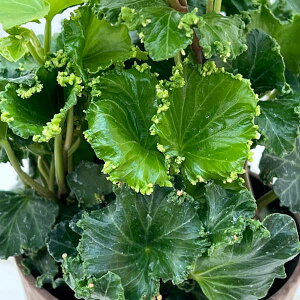 Ԃ̕c/wfiACr[jFRX3.5A