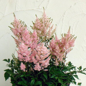 Ԃ̕c/AX`xFj[NET[6|bg