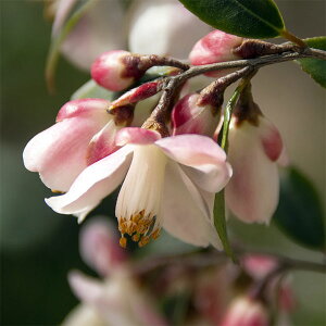 Ԗ ؂̕c/JAFGiJXP[h7A