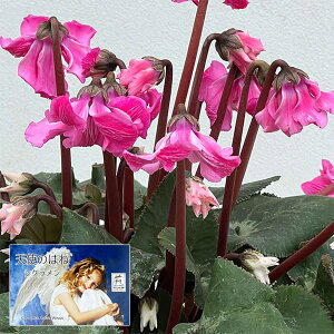 VNF|̓Vĝ͂ ɏىV[Yi25-11j5Ayi̔z