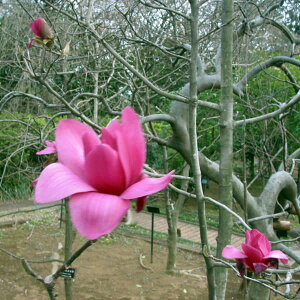 Ԗ ؂̕c/Ni}OmAjFoJ4.5|bg