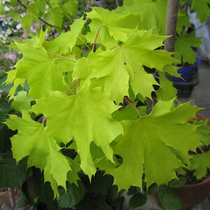 Ԗ ؂̕c/mEF[JGfFvXgS[h3.5|bg